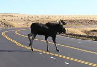200-moose.jpg (5425 bytes)