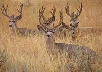 200-muledeerbucks.jpg (6661 bytes)